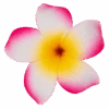 Single Plumeria Clip: Pink -Fashion Store 15955 OluOlu PlumeriaClip Pink 08582.1668558580