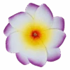 Medium Double Plumeria Clip: Purple -Fashion Store 16523 OluOlu DoubleMedium Purple 42231.1668558883