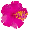 Hibiscus Hair Clip: Pink -Fashion Store 20283 OluOlu HibiscusClip Pink 38536.1668557655