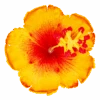 Hibiscus Hair Clip: Yellow -Fashion Store 20283 OluOlu HibiscusClip Yellow 70493.1668557733